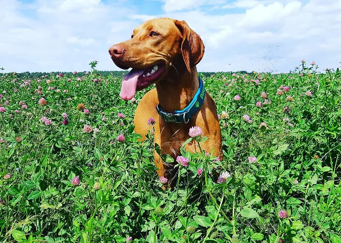 Σπίτι διακοπών Waldblick